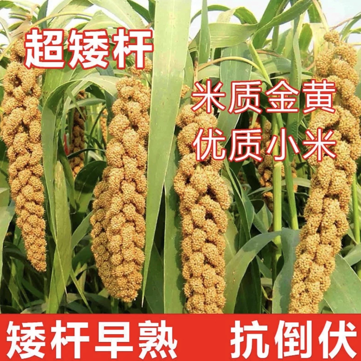 抗鸟高产王黄小米谷子种子