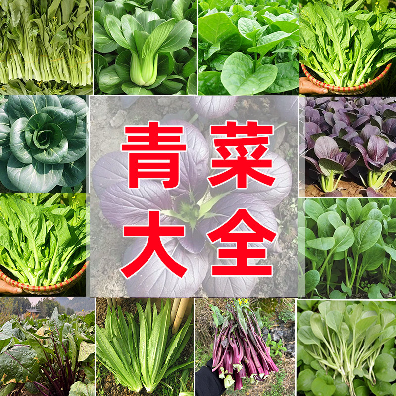 青菜种子上海青种籽高梗白菜种子香肉菜青邦油菜四月慢盆栽蔬菜孑,鲜花速递/花卉仿真/绿植园艺,家庭园艺种子,淘宝优惠券,粉丝福利购,淘宝优惠卷