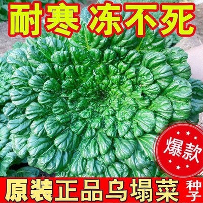 耐寒黄心菜乌塌菜种籽秋冬播种