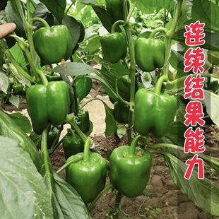 五臺山167甜椒种子大果肉厚灯笼椒柿子椒辣椒籽 熟菜园农家春秋