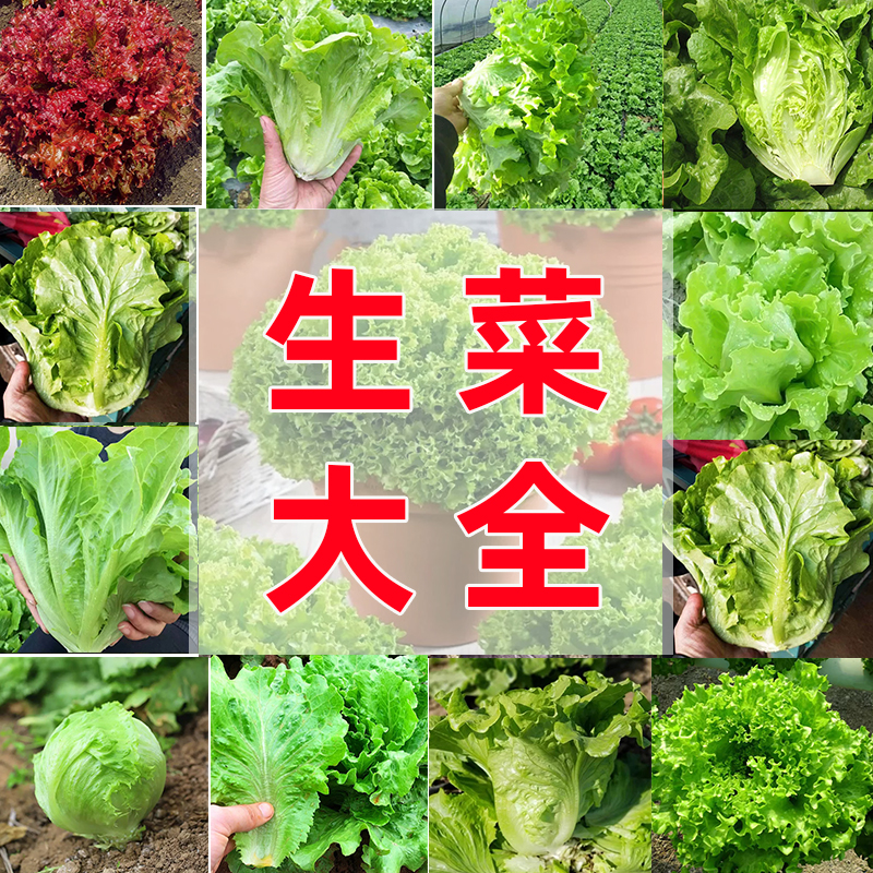 原装蔬菜种子易成活发芽率高