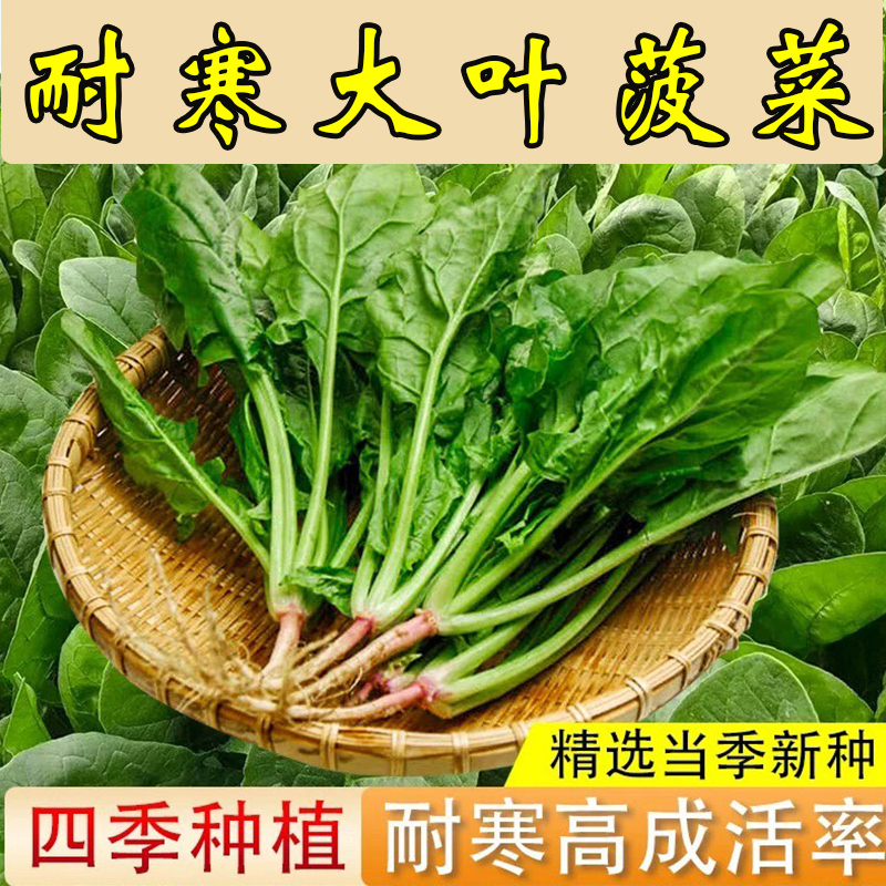 菠菜种子蔬菜种籽多买多赠