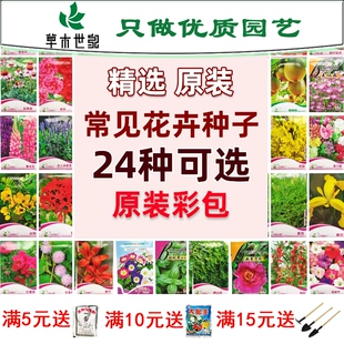 花种籽子花卉种孑盆栽园艺阳台向日葵满天星驱蚊草玫瑰四季 开花易