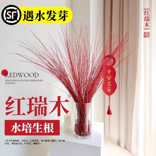 红瑞木鲜切枝水培好养植物