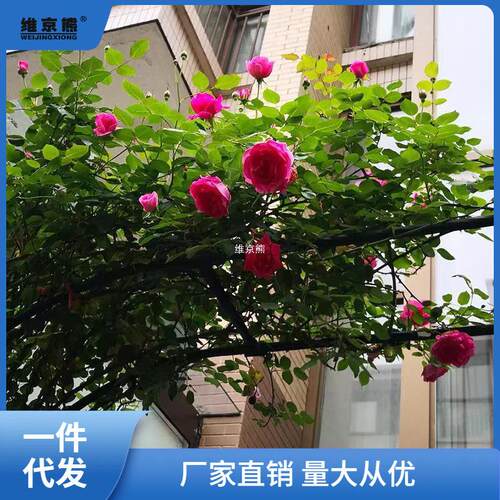 拱门花架爬藤架别墅庭院包塑花园支架拱形月季户外铁艺蔷薇不锈金