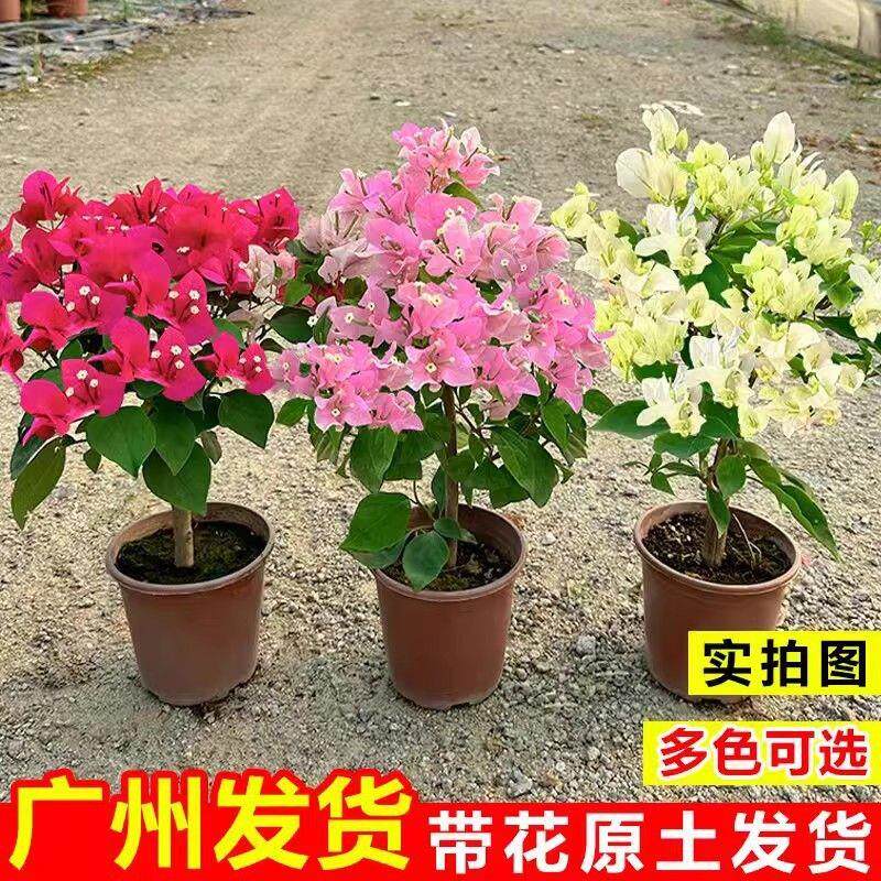 三角梅带花绿樱云南紫阳台庭院爬藤花卉绿植室内盆栽四季开花其他