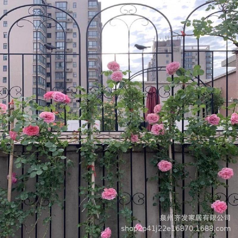 爬藤架子花支架蔷薇月季种植庭院栅栏户外花架三角梅铁艺爬藤花架图片