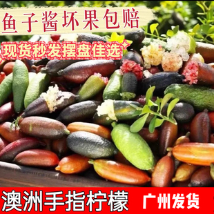 手指柠檬新鲜果 饰点缀 澳洲品种指橙鱼子酱50g拇指柠檬西餐排盘装