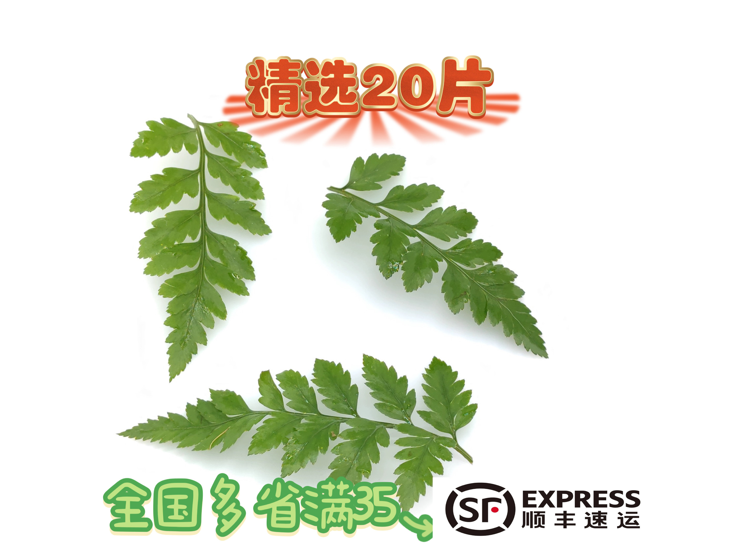 新鲜杨子叶 高山羊齿叶 芒叶花草酒店西餐烘焙摆盘装饰点缀20小片
