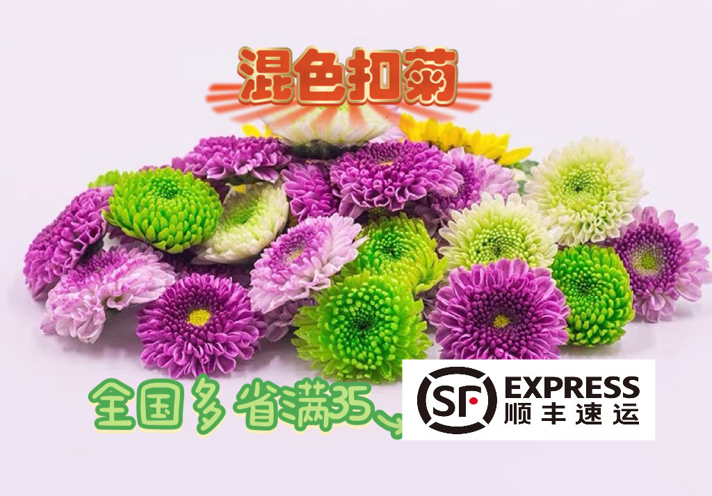 颜色可选 新鲜小黄菊紫雏菊西餐日料烘焙摆盘装饰鲜花雏菊 彩菊
