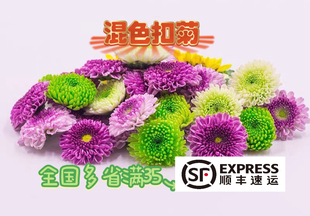 颜色可选 新鲜小黄菊紫雏菊西餐日料烘焙摆盘装饰鲜花雏菊 彩菊