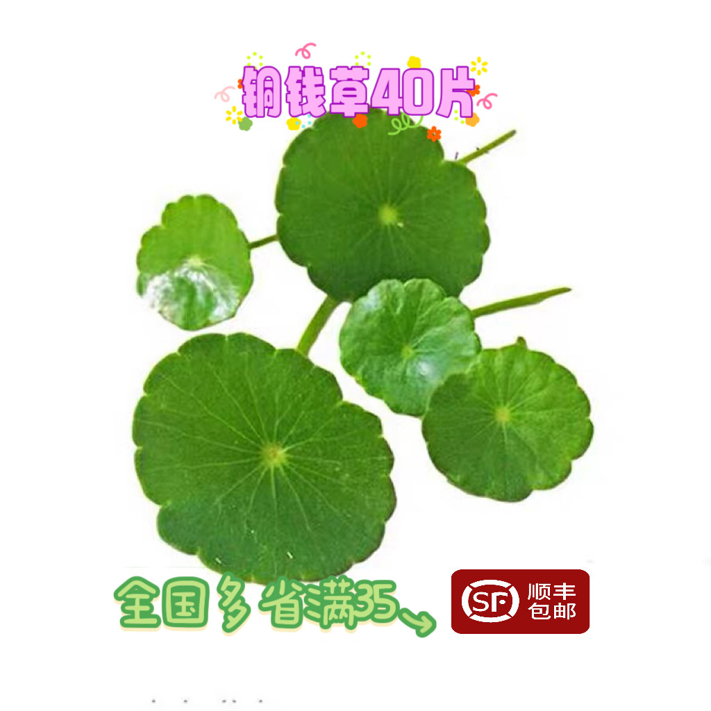 铜钱草旱金莲叶片西餐摆盘装饰图片