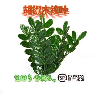 新鲜胡椒木香叶清香木西餐酒店摆盘装饰蛋糕装饰饮品烘焙点缀50片