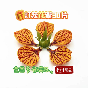 灯笼花新鲜金玲花风铃花灯笼花瓣烘焙蛋糕酒店西餐摆盘装饰花草