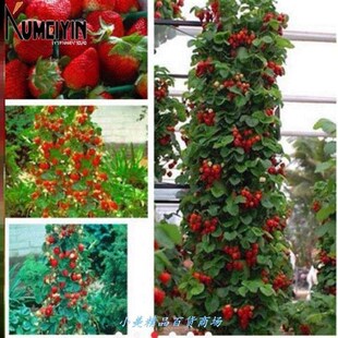 Red 100pcs Strawberry Climbing Strawberry Fruit Plant Seeds