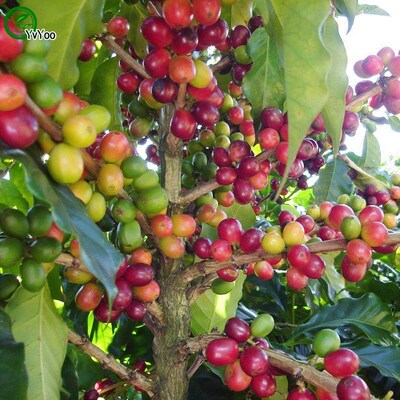 Refreshing Coffee bean Seeds Bonsai Tree Seeds Home Garden d