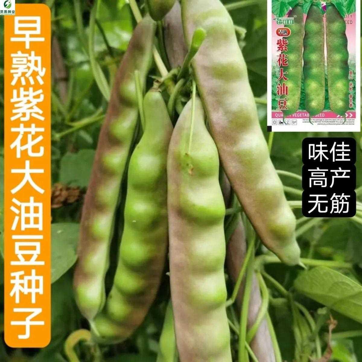 东北早熟紫花新品超纯大油豆种子正宗油豆角抗病高产无筋蔬菜种子