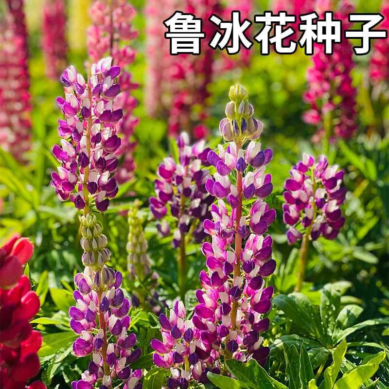 种籽花羽扇豆鲁冰花子籽种四季播种开花庭院室外阳台盆栽花卉种子
