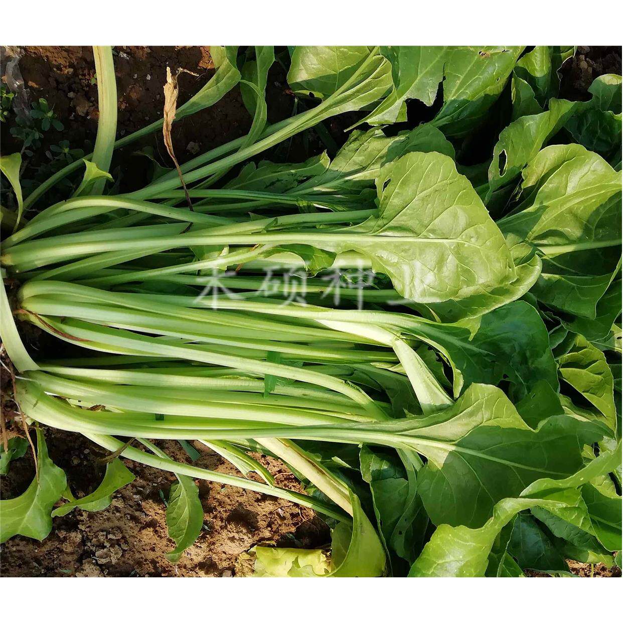 根达菜 牛皮菜 越越长 种子全店采摘满 20包邮 家庭菜园 阳台盆栽
