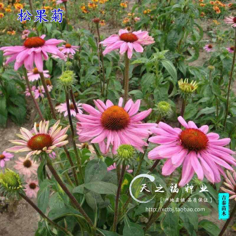 松果紫松果菊菊种种子子草原松果菊种子紫锥菊种子宿根多年生花种