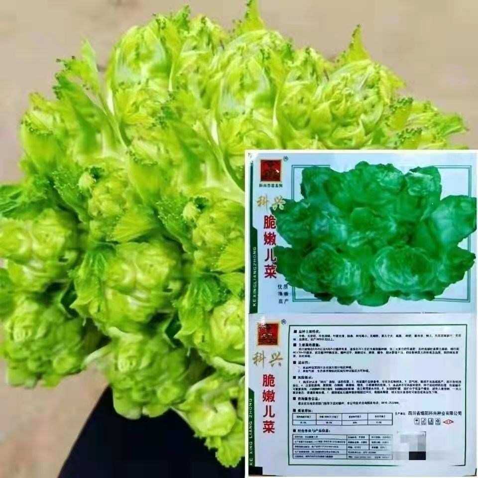 四川儿菜种子抱子芥菜种子宝宝菜娃娃菜籽大头菜优质蔬菜种子