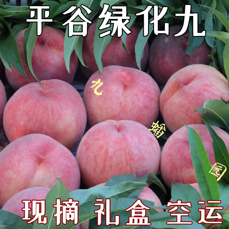 现摘北京绿化九水蜜桃9号毛桃桃桃