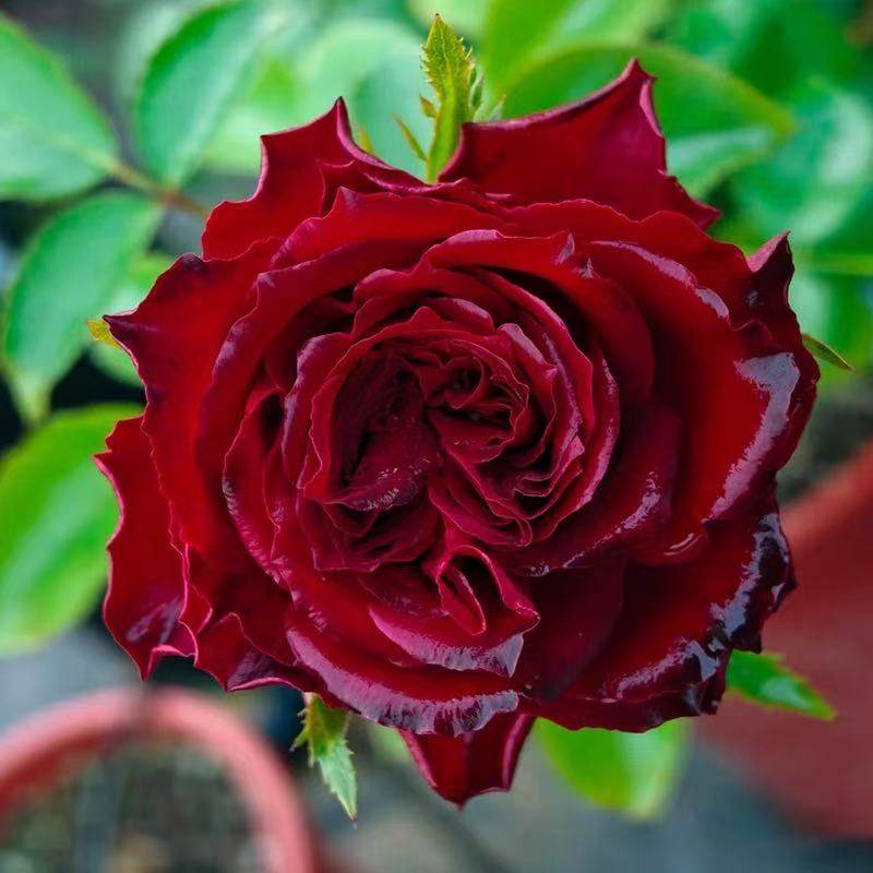 血液 月季花苗多季浓香灌木大花阳台盆栽庭院地栽切花黑红欧月