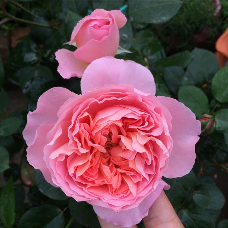 超新品种舍农索城堡的女人小苗杄插大花浓香