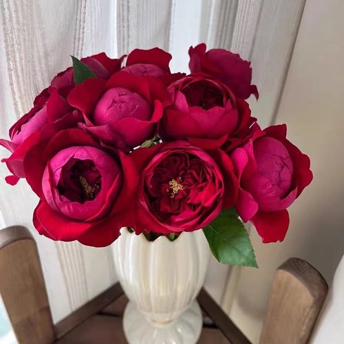 【芍药红】 peony red 网红深红自带珠光玫瑰花苗月季多季开