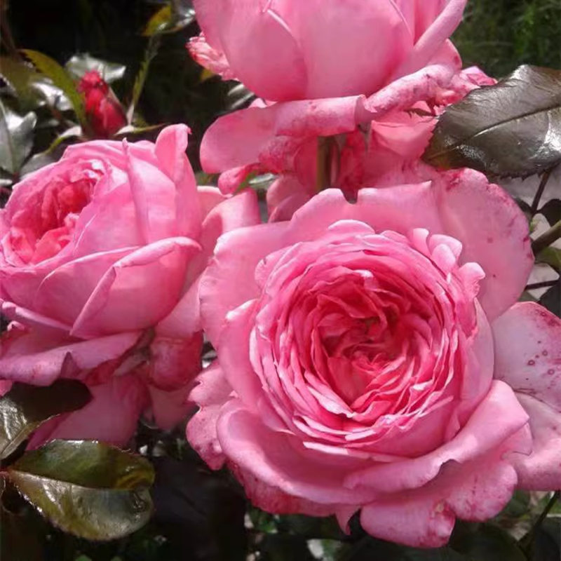 月季莫利纳尔玫瑰(La Rose de Molinard)浓香大花灌木