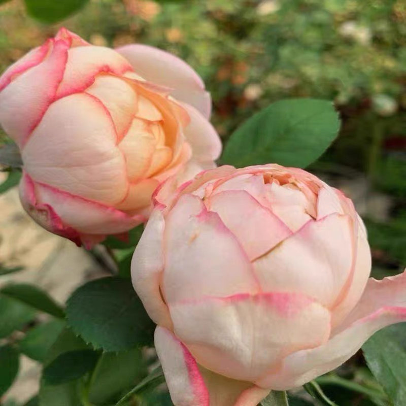 新品伊芙系列伊芙古典香水月季花苗超大花朵阳台浓香庭院花卉植物
