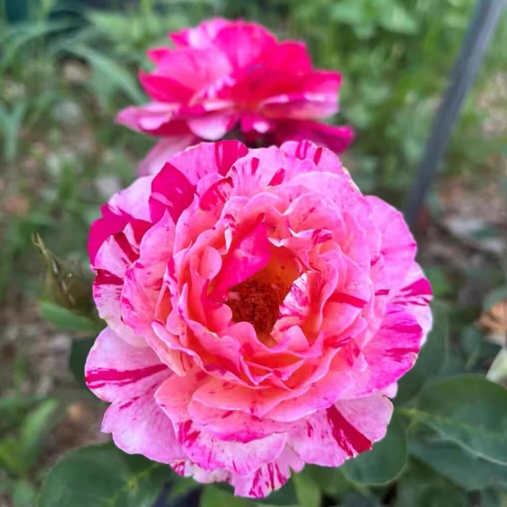 莫里斯尤特里罗 月季花苗大花条纹型花朵勤花灌木月季 盆栽花卉