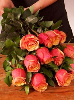 樱桃白兰地月季花苗庭院阳台盆栽橙色大花丰花玫瑰花卉