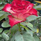 阳台盆栽花耐热 镶边艳丽四季 西班牙舞娘 欧月法国玫昂月季