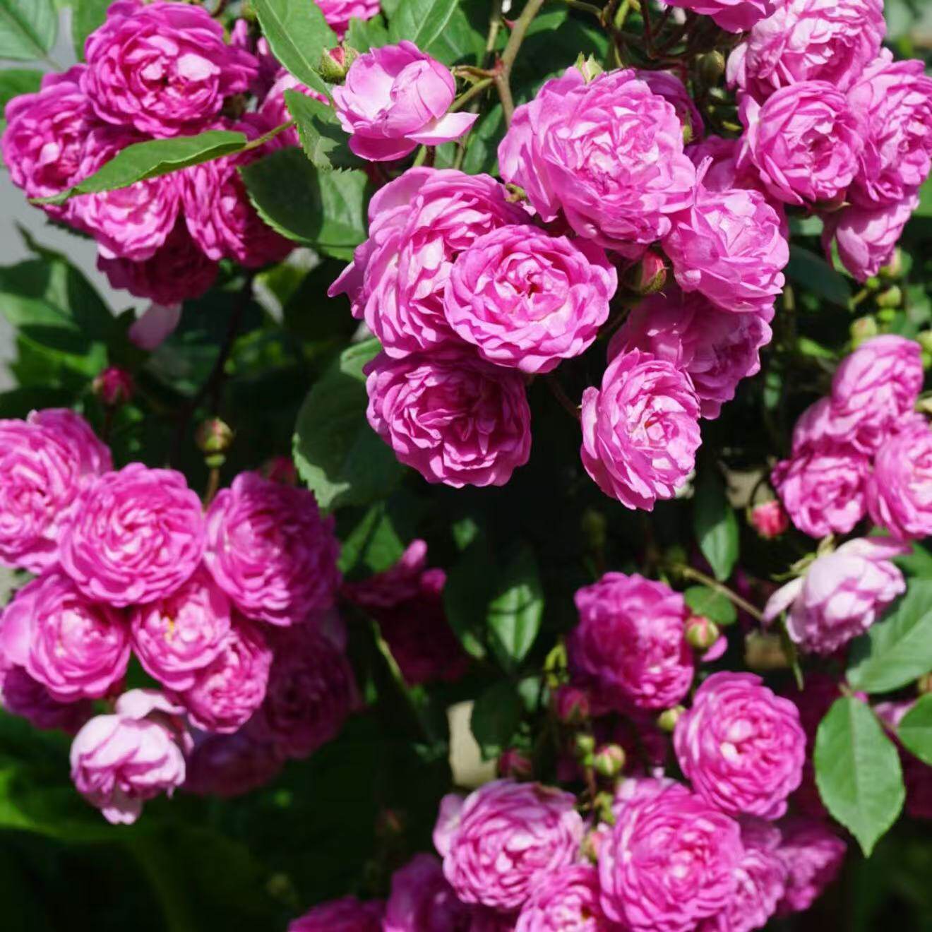 四季微型藤本月季【葡萄园之歌】庭院花墙花苗盆栽蔷薇玫瑰粉紫色