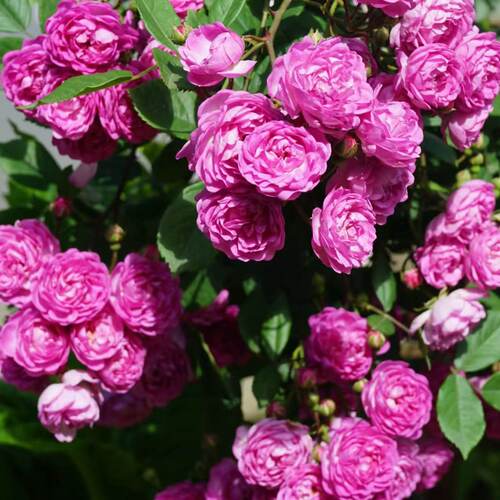 四季微型藤本月季【葡萄园之歌】庭院花墙花苗盆栽蔷薇玫瑰粉紫色
