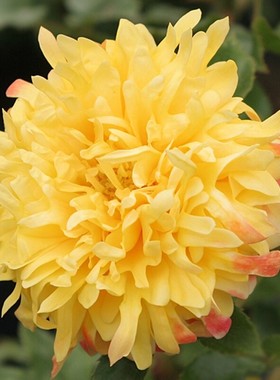 新品烟花波浪月季花苗黄色灌木大花卉玫瑰盆栽室内外阳台