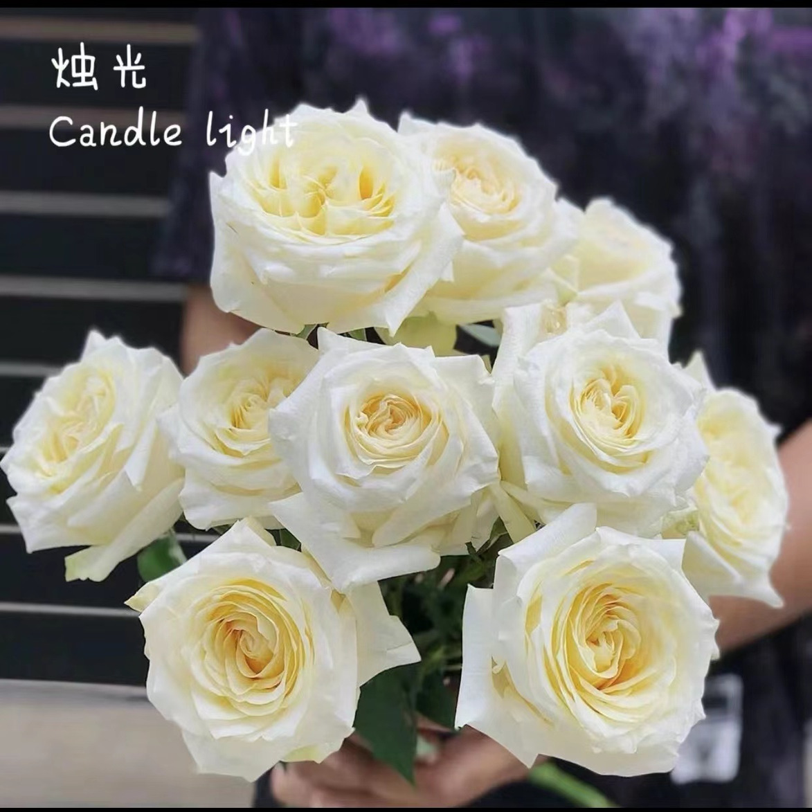 【白烛光】月季小苗 盆栽庭院灌木大花切花玫瑰直立勤花 抗病耐开