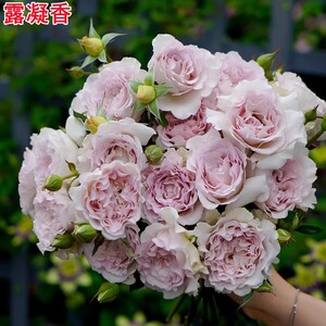 新品露凝香月季花苗灌