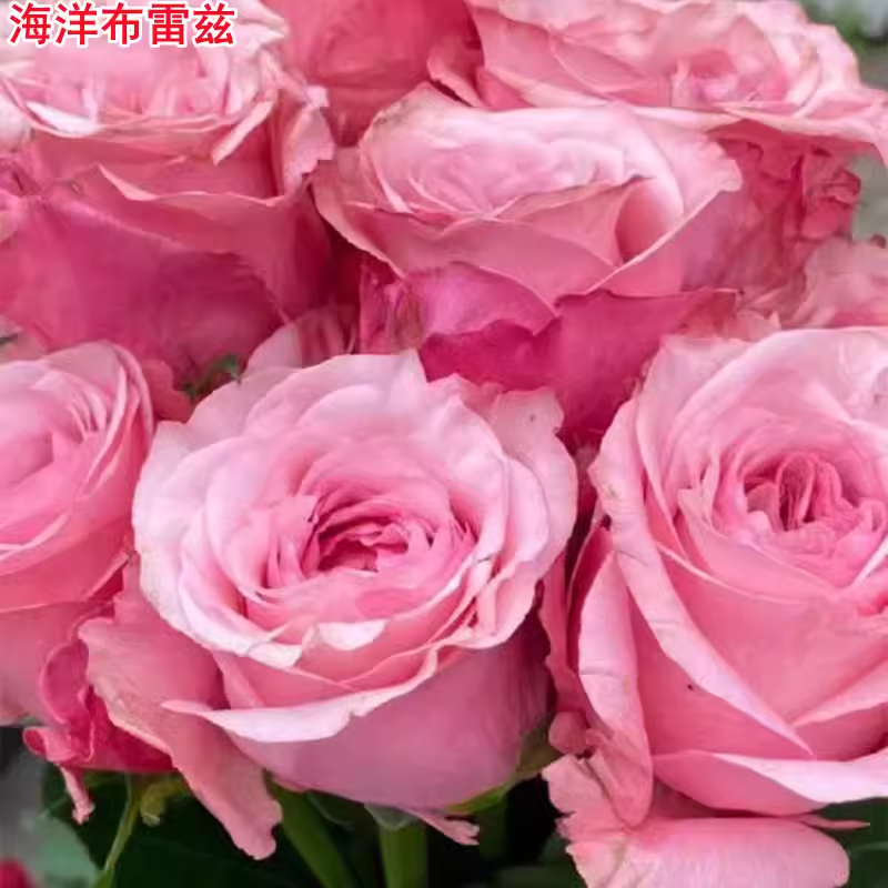 新品海洋布雷兹月季苗国产复古粉色切花玫瑰庭院阳台盆栽多季开花,鲜花速递/花卉仿真/绿植园艺,月季/蔷薇/玫瑰,淘宝优惠券,粉丝福利购,淘宝优惠卷