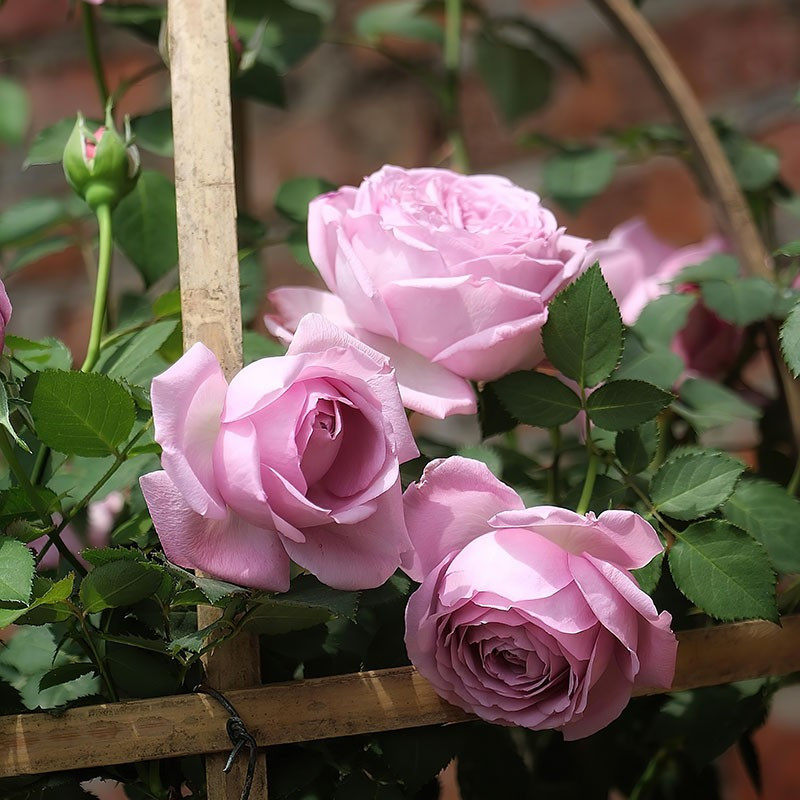 魅力绸缎月季灌木大花浓香河本系列四季开花阳台庭院叮当月季园,鲜花速递/花卉仿真/绿植园艺,月季/蔷薇/玫瑰,淘宝优惠券,粉丝福利购,淘宝优惠卷