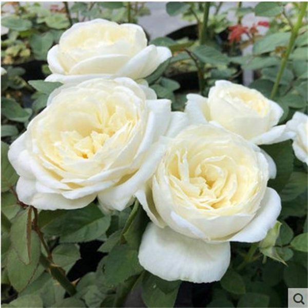 大花浓香月季扦插花苗伊芙婚礼之路纯白色玫瑰盆栽阳台观花植物