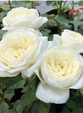 大花浓香月季扦插花苗伊芙婚礼之路纯白色玫瑰盆栽阳台观花植物