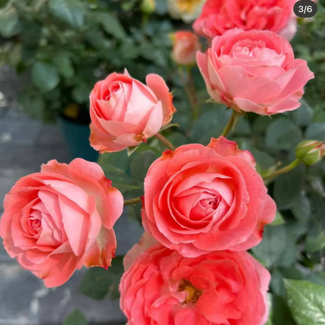 新品 诺娃阳台 月季盆栽绿植大花四季花卉扦插小苗