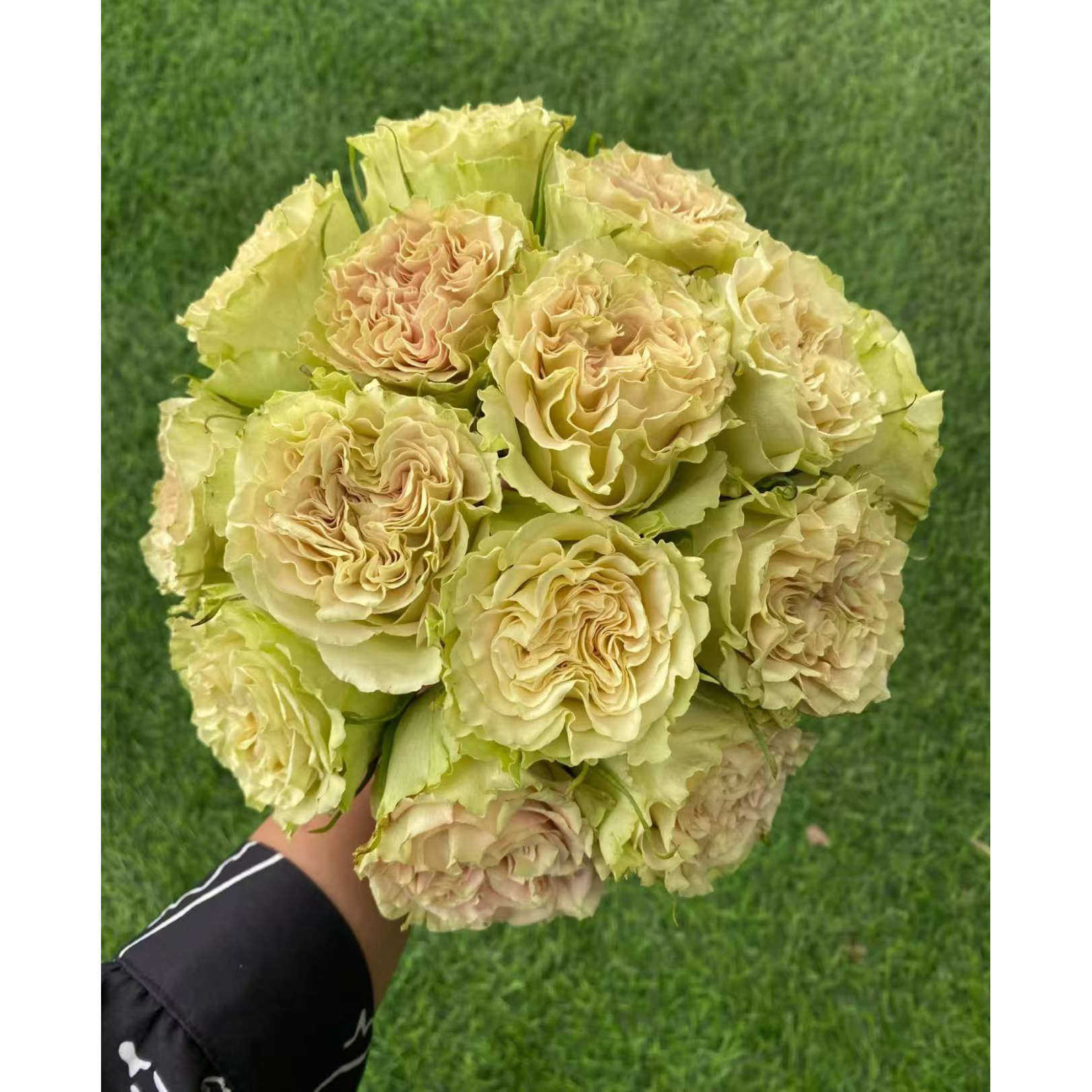 新品 上官婉儿 月季花苗 阳台庭院盆栽 切花绿玫瑰多季花卉植物,鲜花速递/花卉仿真/绿植园艺,月季/蔷薇/玫瑰,淘宝优惠券,粉丝福利购,淘宝优惠卷