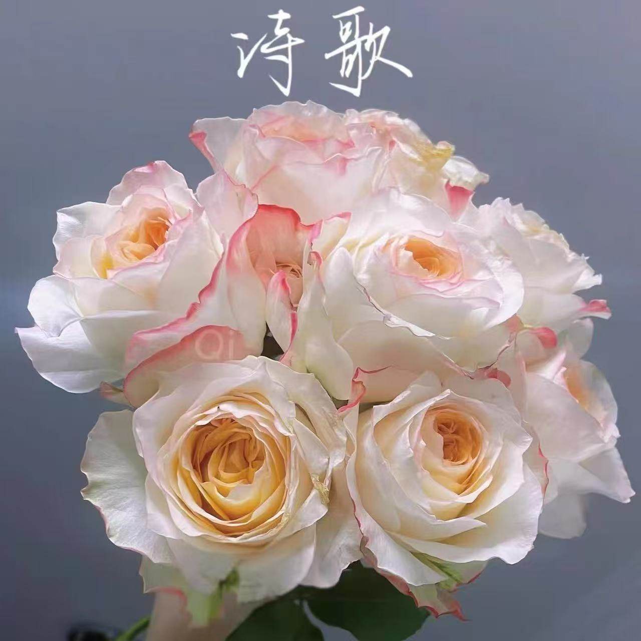 超新品诗歌月季灌木大花切花玫瑰耐开直立庭院阳台盆栽多季开花