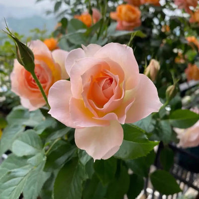 杏让 四季开花耐热阳台直立性好灌木月季盆栽花卉