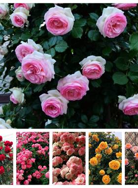 藤本月季合集扦插小苗粉龙蒂娜樱霞印象派蓝色阴雨胭脂扣舍农索