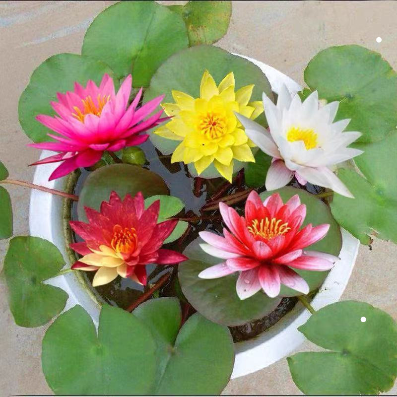 迷你水培植物大睡莲根块水生微型四季种碗莲小睡莲水草苗盆栽花卉