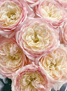 凯拉 奥斯汀切花玫瑰 月季花苗 白色粉边颜色因日照变化带土发货